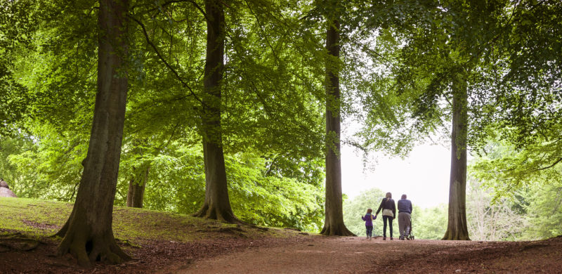 Familie (to voksne, en som triller barnevogn og en som leier et lite barn) sett bakfra. På tur i skogen, brunt underlag og omgitt av grønne trær. Foto. Familie (to voksne, en som triller barnevogn og en som leier et lite barn) sett bakfra. På tur i skogen, brunt underlag og omgitt av grønne trær. Foto.