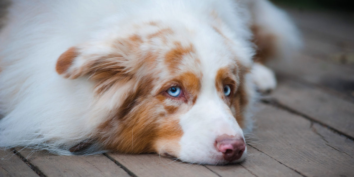 Bilde av en trist hund Bilde av en trist hund