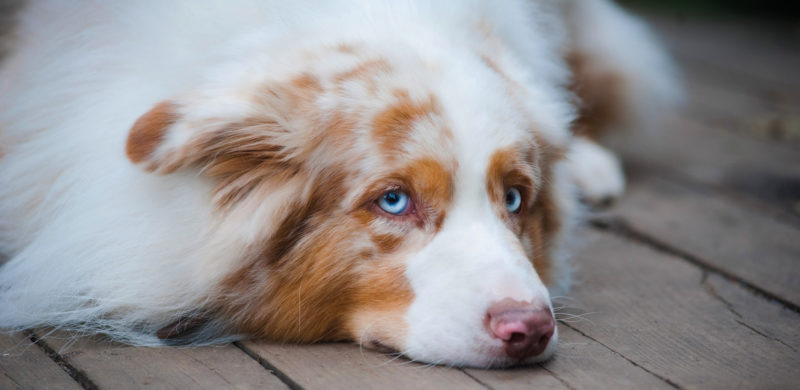 Bilde av en trist hund