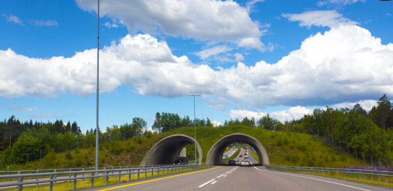 Firefeltsvei med to korte tunneler dekket av grass. Foto. Firefeltsvei med to korte tunneler dekket av grass. Foto.